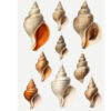 shells