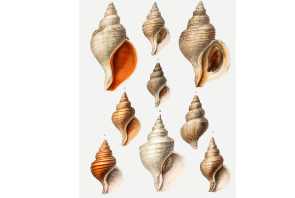 shells